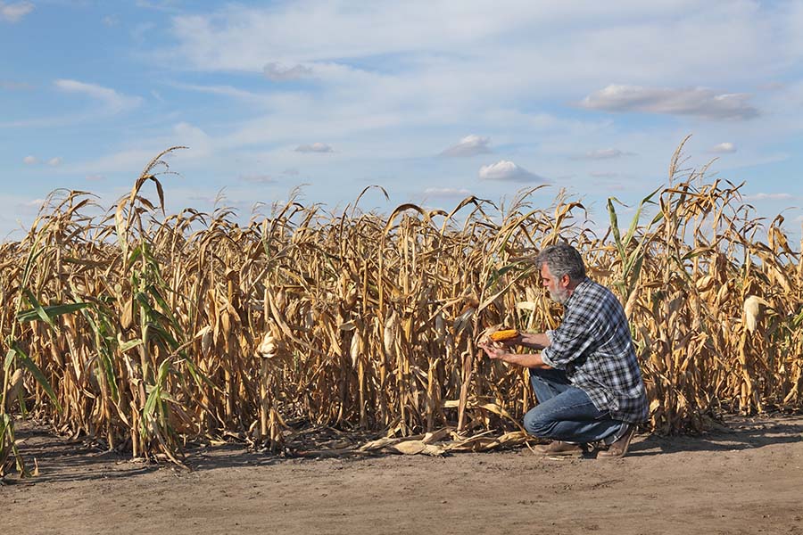 Drought Insurance - View of Farmer Inspecting Wilted Corn Plants on His Farm